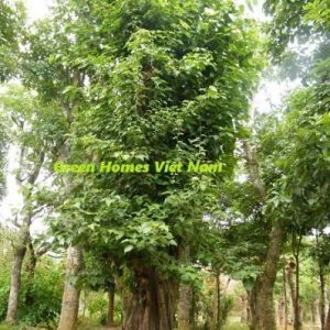 Cây Bồ đề - Green Homes Việt Nam
