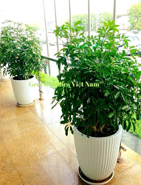Cho thuê cây ngũ gia Bì - Green Homes Việt Nam
